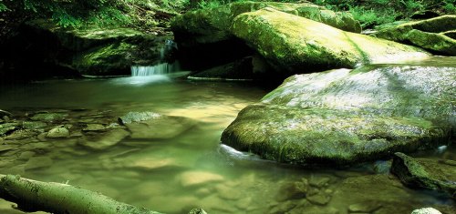 A serene forest scene featuring a calm stream flowing over smooth rocks, surrounded by lush greenery.