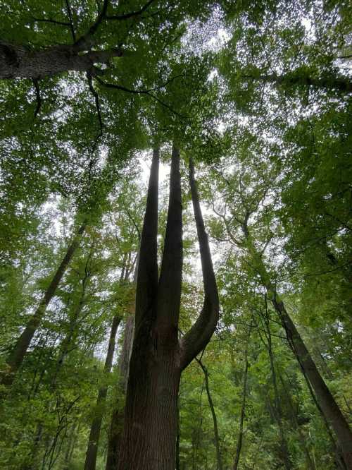 Tall trees with a unique split trunk, reaching towards a cloudy sky, surrounded by lush green foliage.