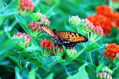 A vibrant orange butterfly perched on pink and green flowers in a lush garden setting.