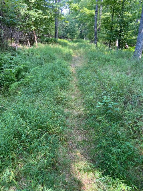 A narrow dirt path winds through a lush green forest, surrounded by tall grass and trees.
