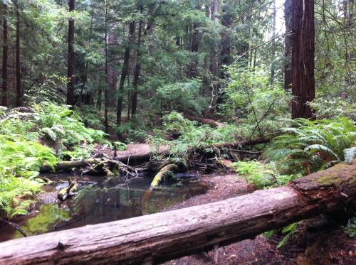 A serene forest scene with tall trees, ferns, and a small pond surrounded by fallen logs and lush greenery.