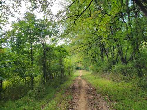 A winding dirt path through a lush green forest, surrounded by trees and foliage under a clear sky.