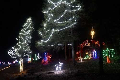 Colorful holiday lights illuminate trees and a nativity scene in a dark forest setting.