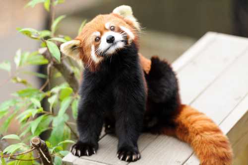 A red panda sits on a wooden platform, looking curiously at the camera with its distinctive orange and black fur.