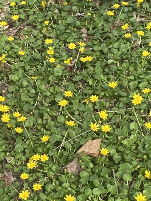 A field of small yellow flowers blooming among green clover leaves on the ground.