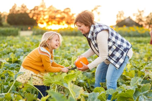 A woman and a girl joyfully pick a pumpkin together in a sunny field, surrounded by green plants and a warm sunset.