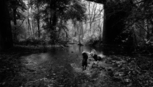 Two dogs play in a serene, shadowy stream beneath a bridge, surrounded by trees and fallen leaves.