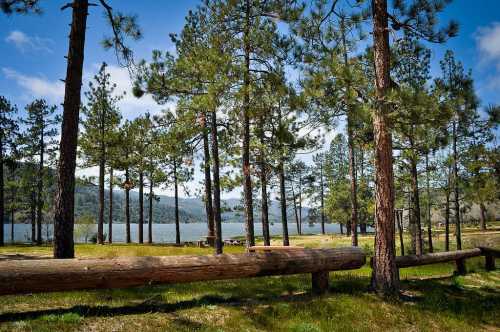 A serene lakeside scene with tall pine trees and a grassy area, under a clear blue sky.