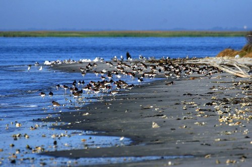 A sandy beach with various birds gathered along the water's edge, with greenery in the background and a clear blue sky.