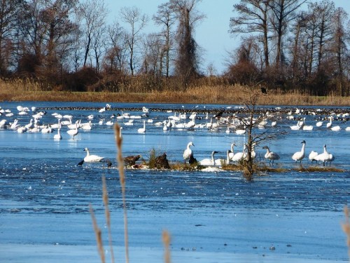 A serene wetland scene with numerous white cranes and geese on icy water, surrounded by sparse trees and grasses.