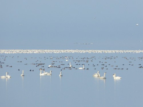 A serene lake scene with swans and various waterfowl swimming among a calm, reflective surface.