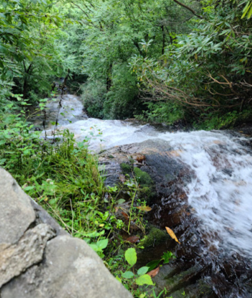 A serene stream flows over rocks, surrounded by lush green foliage and trees.