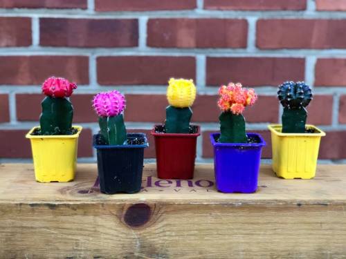 Five colorful cacti in small pots (yellow, red, purple) against a brick wall, each with vibrant flower tops.