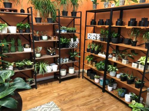 A cozy indoor space filled with various potted plants on black metal shelves against an orange wall.