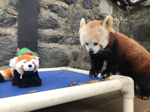 A red panda curiously examines a plush toy version of itself on a blue platform against a stone wall.