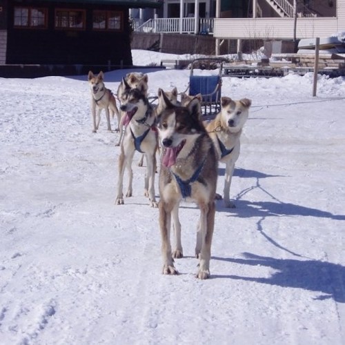 A team of sled dogs stands on snow, ready to pull a sled, with a cabin in the background.