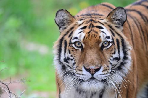 A close-up of a tiger's face, showcasing its striking orange fur and distinctive black stripes against a blurred green background.