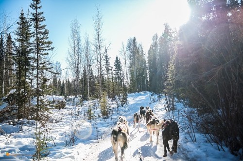 A team of sled dogs pulls a sled along a snowy trail surrounded by tall trees under a bright blue sky.