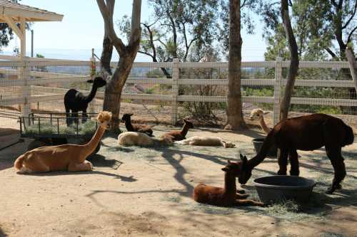 A group of alpacas resting and grazing in a sunny outdoor area with trees and a fence in the background.