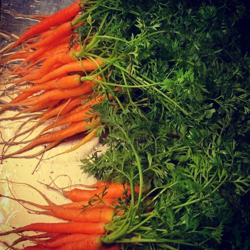 A bunch of fresh, vibrant orange carrots with green tops, arranged on a silver surface.