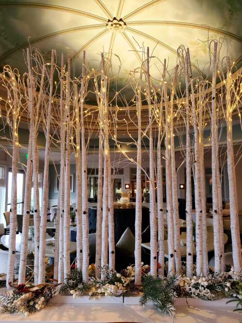 A decorative display of white birch trees with fairy lights, set against an elegant ceiling in a stylish interior.