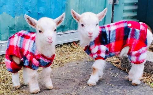 Two adorable baby goats wearing red and black plaid sweaters, standing on a wooden surface with hay in the background.