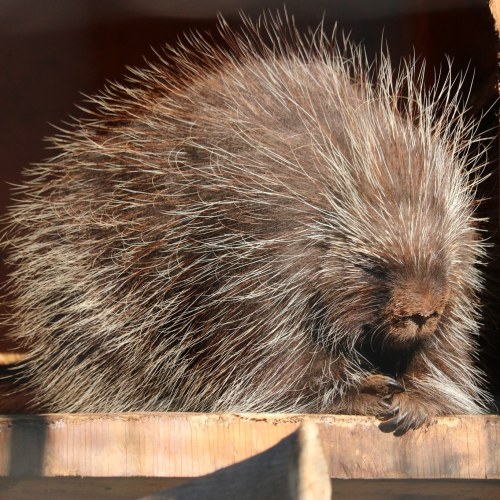 A porcupine resting with its quills prominently displayed, sitting on a wooden surface in soft lighting.