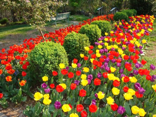 A vibrant garden filled with red, yellow, and purple tulips, bordered by neatly trimmed bushes and a bench in the background.