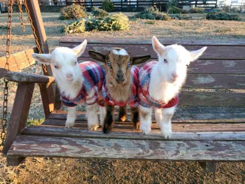 Three goats wearing colorful sweaters stand together on a wooden swing in a sunny outdoor setting.