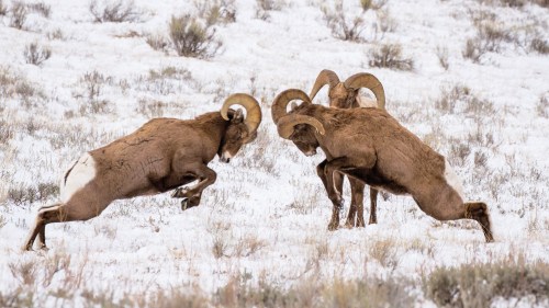 Two bighorn sheep engage in a headbutting display on a snowy landscape.