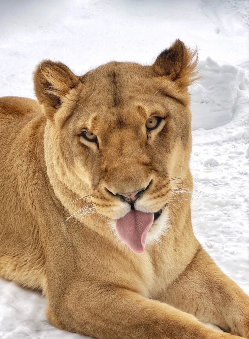 A close-up of a lioness lying on snow, sticking out her tongue, with a focused expression.
