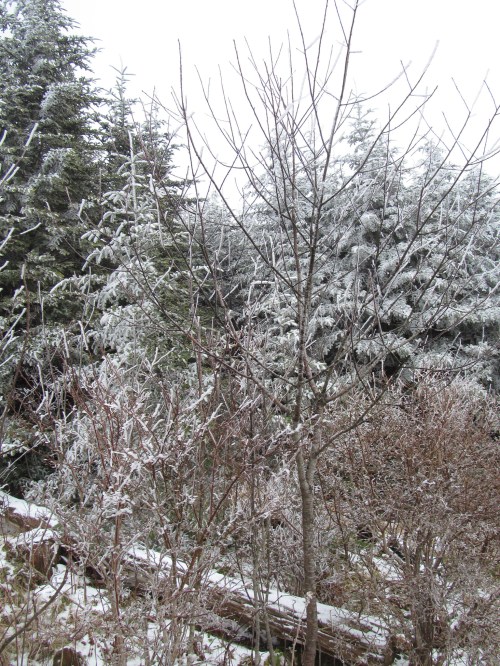 A winter scene featuring bare trees and evergreens covered in frost, with a snowy ground.