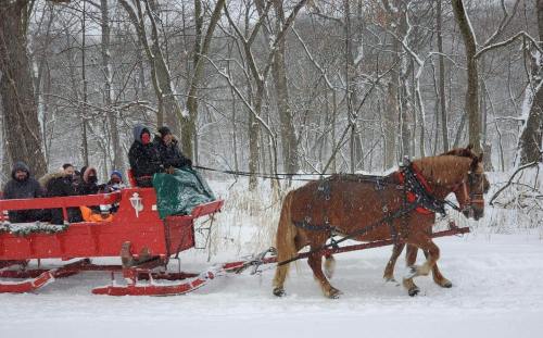 A horse-drawn sleigh carries passengers through a snowy landscape with trees in the background.