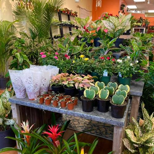 A vibrant plant shop display featuring various potted plants, flowers, and greenery on wooden tables.