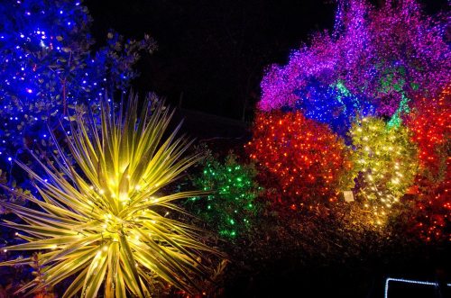 Colorful holiday lights illuminate various plants in a dark setting, creating a vibrant and festive atmosphere.