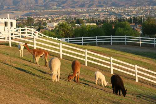 A group of llamas and alpacas grazing on a hillside with a white fence and a scenic view in the background.