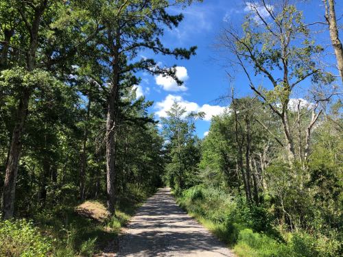 A gravel path winds through a lush green forest under a bright blue sky with scattered clouds.