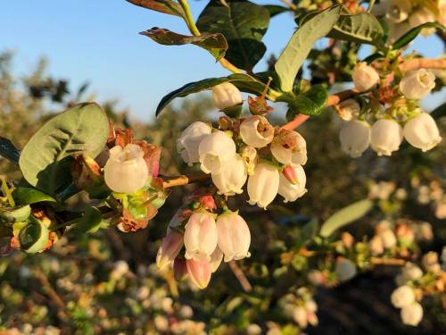 Close-up of delicate white and pink blueberry flowers on a green bush, with a soft blue sky in the background.