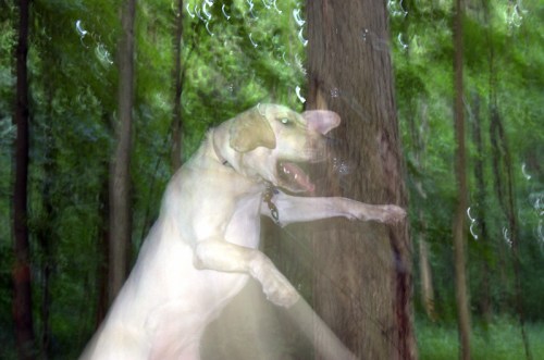A playful dog jumps near a tree in a lush, green forest, captured with a motion blur effect.