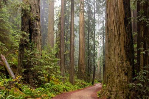 A misty forest path winding through towering redwood trees, surrounded by lush greenery.