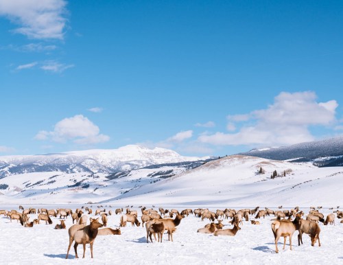 A herd of elk grazing in a snowy landscape under a clear blue sky, with mountains in the background.