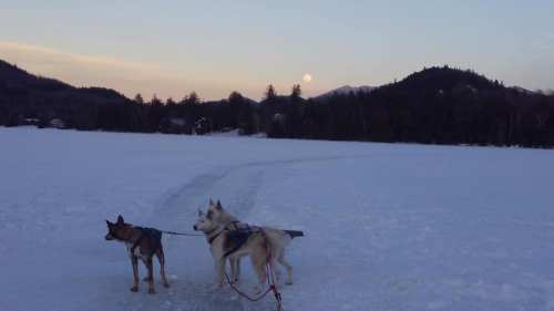 Two dogs on a snowy landscape with a rising moon and mountains in the background during twilight.