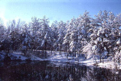 Snow-covered trees reflect in a calm pond under a clear blue sky, creating a serene winter landscape.
