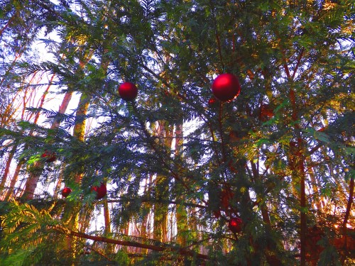 Red ornaments hanging from a green tree amidst a forest, with soft sunlight filtering through the branches.
