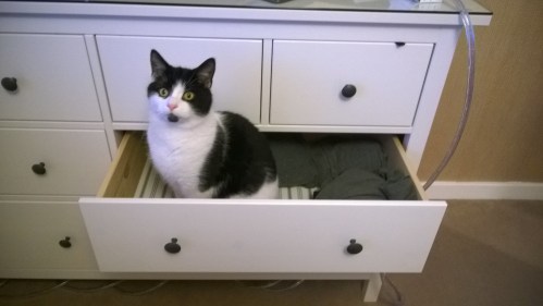 A black and white cat sits inside an open drawer of a dresser, looking curiously at the camera.