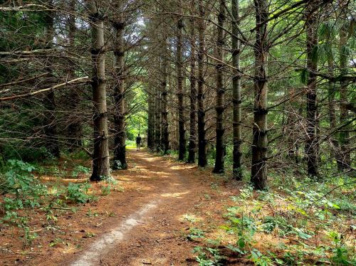 A narrow path winds through a dense forest of tall trees, with a person walking in the distance.