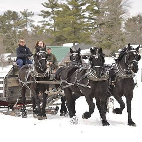 A team of four black horses pulls a sled through snow, with two people seated on the sled and trees in the background.