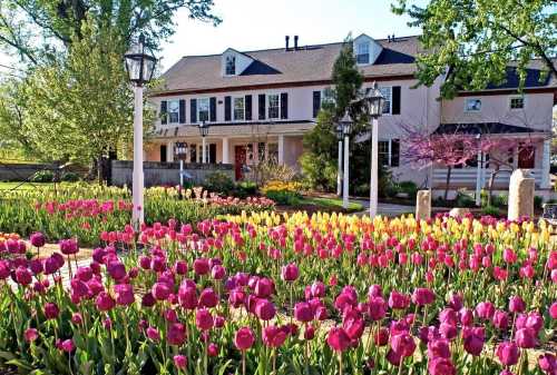 A vibrant garden filled with pink and yellow tulips in front of a charming house surrounded by trees.