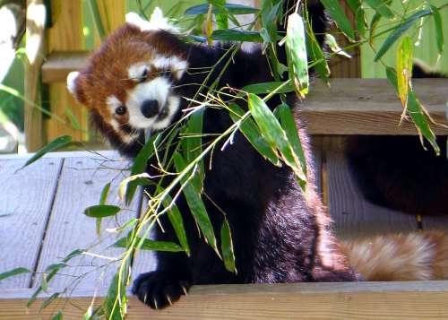A red panda playfully munches on bamboo leaves while perched on a wooden platform.