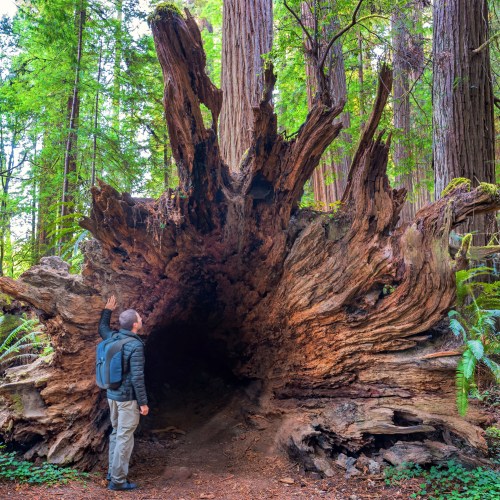 A person stands beside a large, hollowed-out tree trunk in a lush forest, surrounded by tall redwood trees.